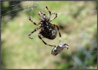 /album/fauna-na-chalupe-/pavucik-1-jpg1/